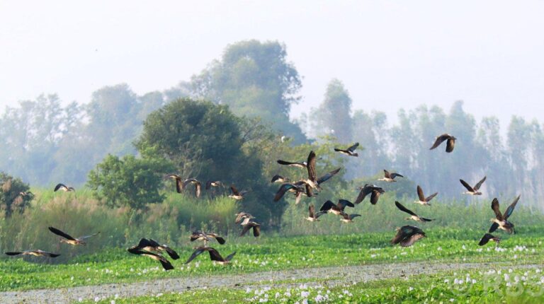 Increase in Migratory Birds in Kanchanpur-Kailali Wetlands Amidst Cold Weather