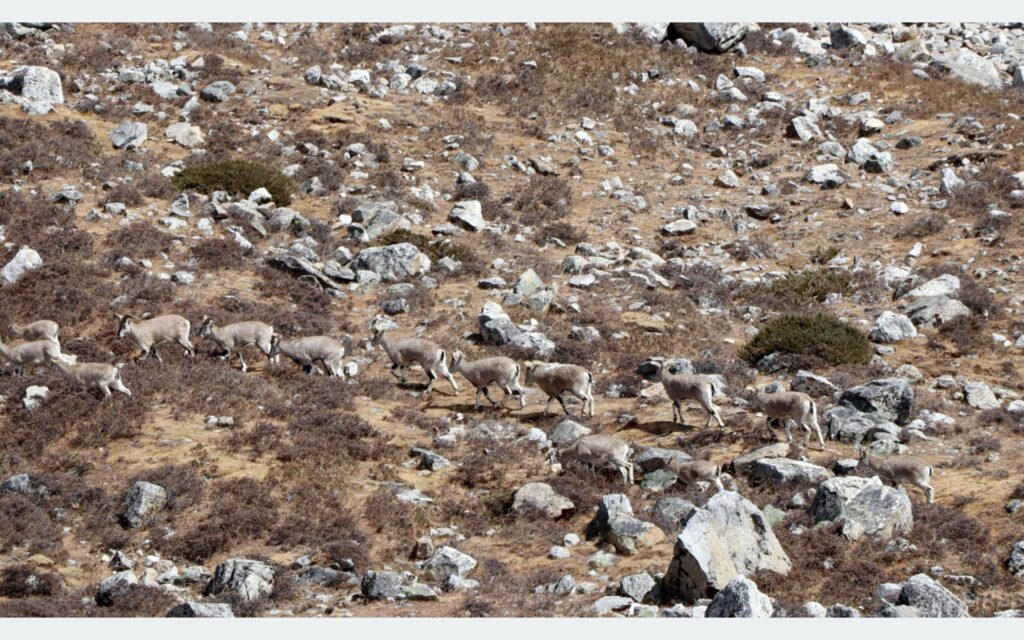 Rare Sight of Himalayan Blue Sheep (Naur) Along Kanchenjunga Base Camp Trek in Taplejung