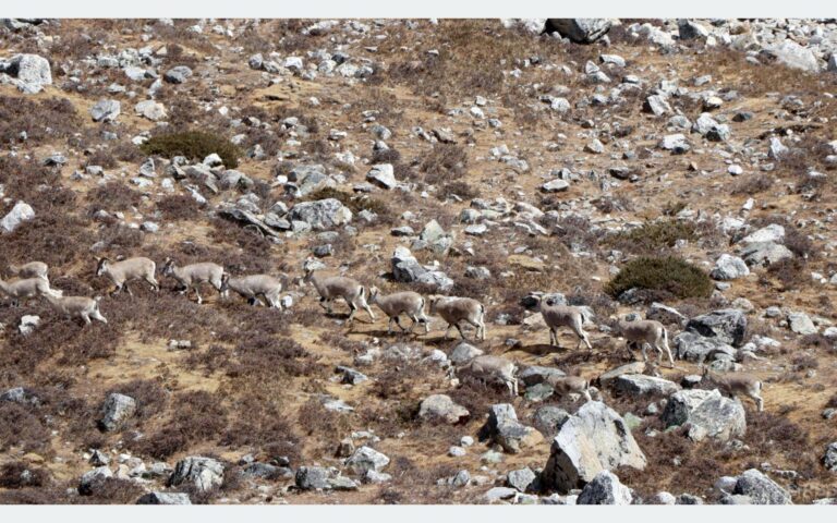 Rare Sight of Himalayan Blue Sheep (Naur) Along Kanchenjunga Base Camp Trek in Taplejung