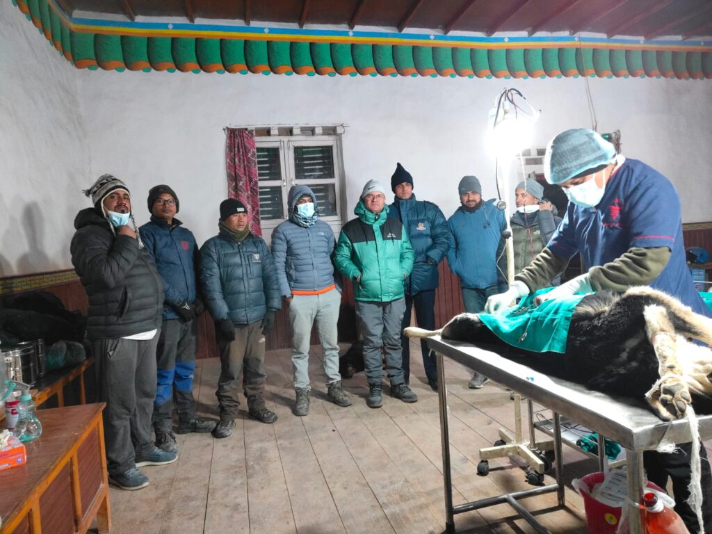 Powerful Step Forward: Mustang’s Collaborative Drive Successfully Manages Feral Dog Threats to Wildlife and Livestock