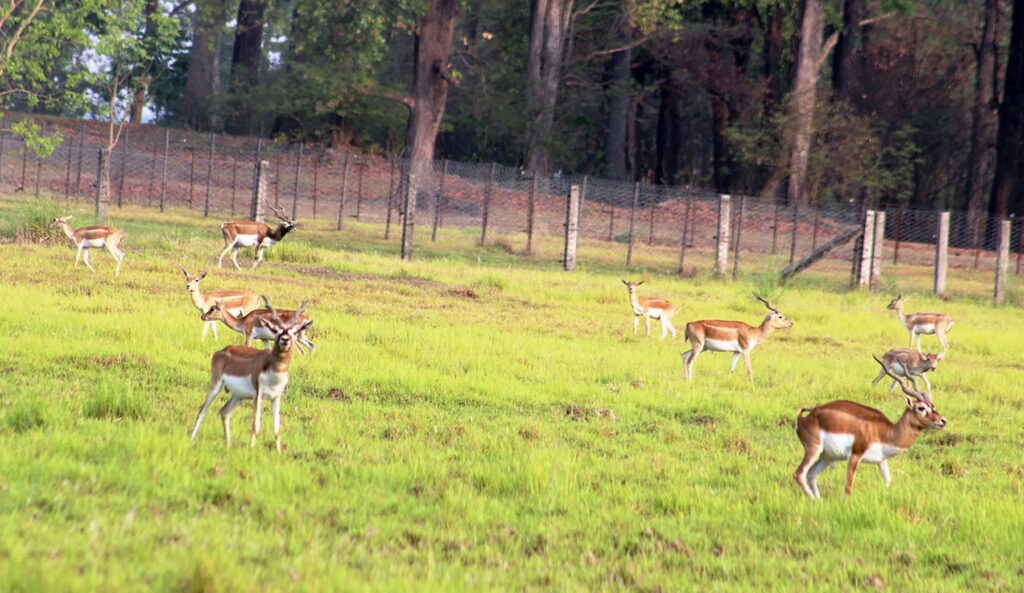Seasonal Farming Initiated in Bardiya to Address Krishna Sar’s Fodder Crisis