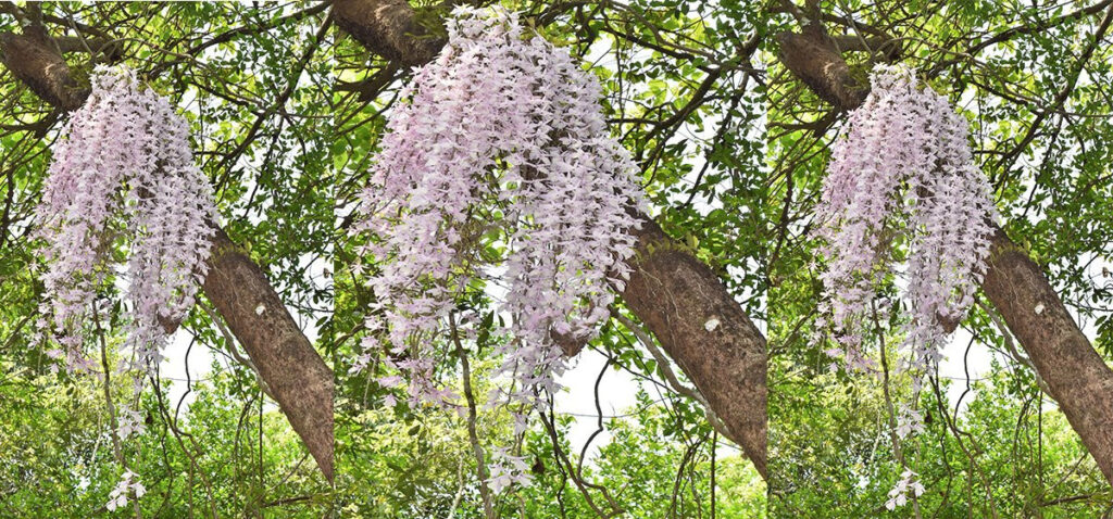 Discovery of 223 Orchid Species in Annapurna Conservation Area Highlights Biodiversity