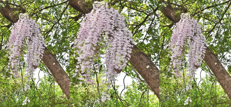 Discovery of 223 Orchid Species in Annapurna Conservation Area Highlights Biodiversity