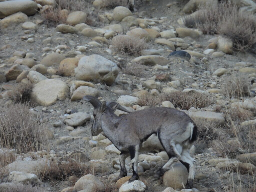 Frequent Sightings of Blue Sheep and Tibetan Gazelle Indicate Healthy Prey Base for Snow Leopards in Upper Mustang