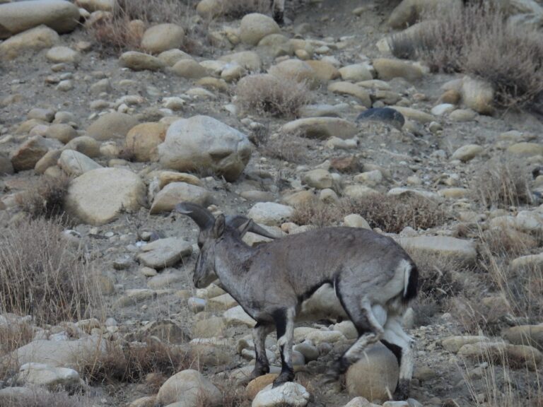 Frequent Sightings of Blue Sheep and Tibetan Gazelle Indicate Healthy Prey Base for Snow Leopards in Upper Mustang