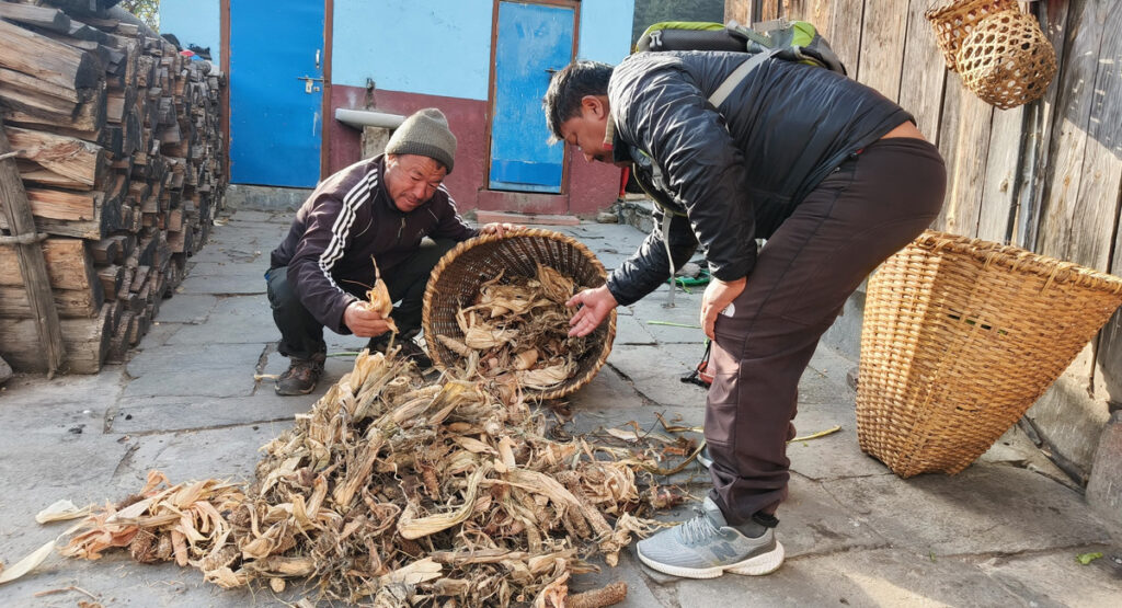 Himalayan Black Bear Terrorizes Farmers in Thasang, Mustang; Relief Efforts Underway