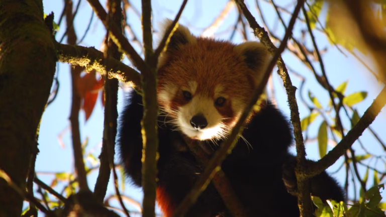 Local Community Leads Efforts to Protect Red Panda Habitat in Tato Pani