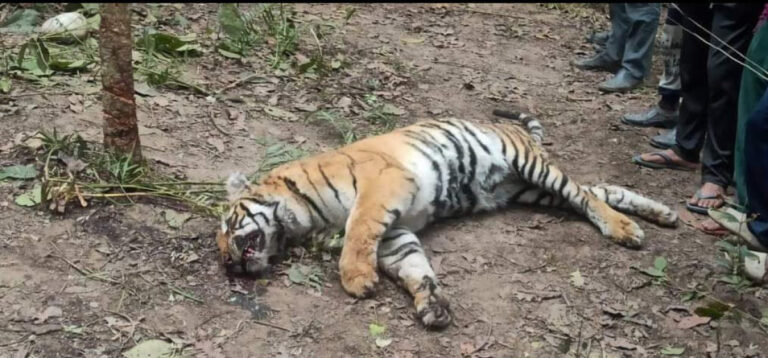 Dead Bengal Tiger Found in Banke National Park