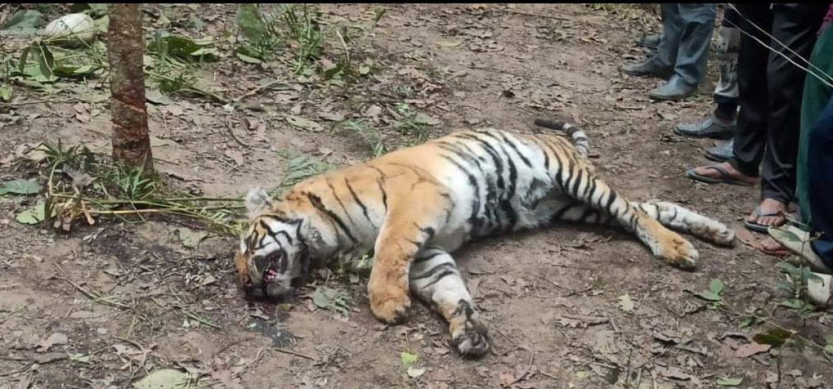 Dead Bengal Tiger Found in Banke National Park