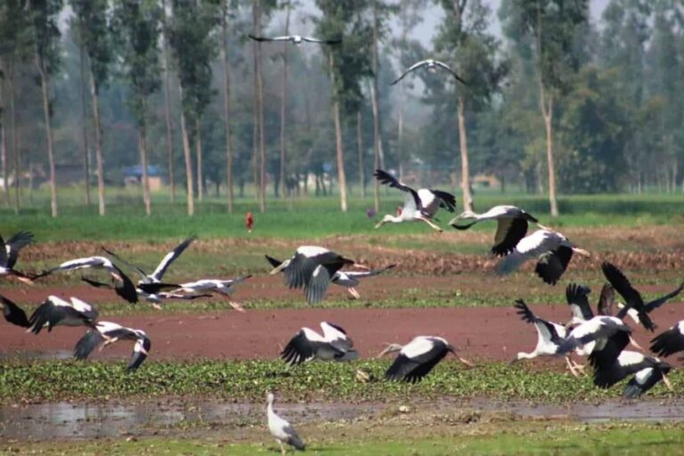 Birds Outside Protected Areas in Kanchanpur Face Extinction Threat