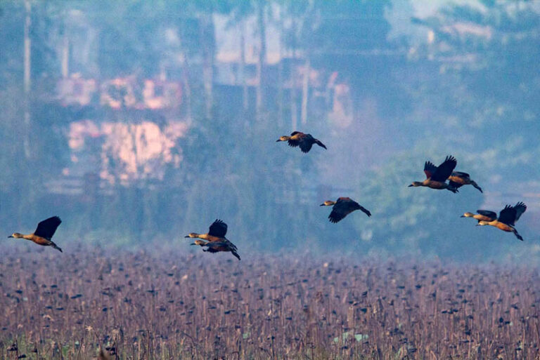 Nepal Welcomes Migratory Birds Escaping Harsh Winters