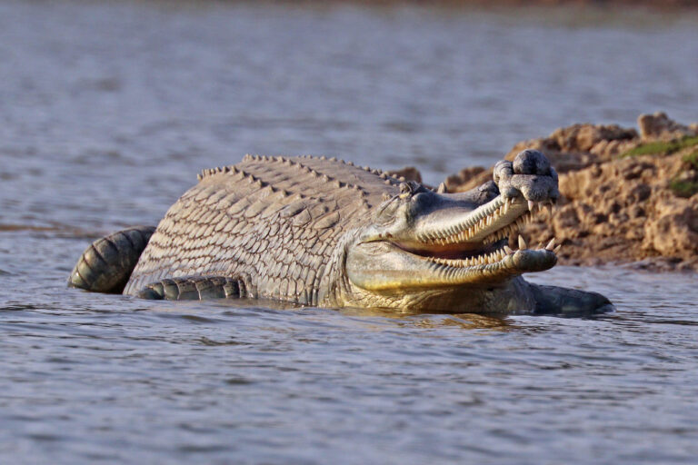 Census of Endangered Gharial Crocodiles Begins in Rapti River, Banke