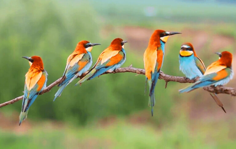 Bird Census Begins in Rapti River to Monitor Local and Migratory Species