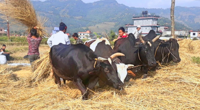 Traditional Daai Mahotsav Begins in Pokhara to Promote Tourism and Agriculture