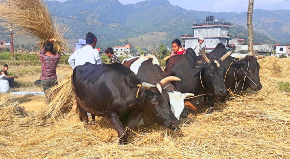 Traditional Daai Mahotsav Begins in Pokhara to Promote Tourism and Agriculture