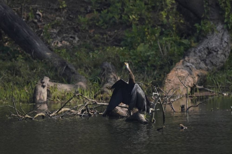 Bird Census in Eastern Chitwan Reveals 55 Species, Highlights Growing Environmental Concerns