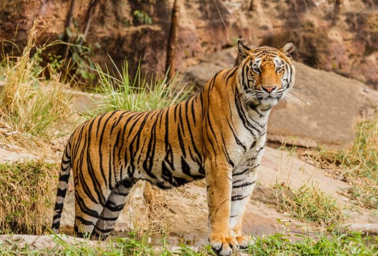 Efforts Underway to Expand Grassland in Banke National Park for Tiger Conservation