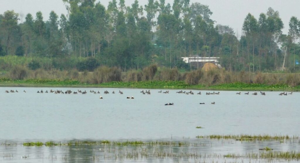 Puraini Lake in Bhurakot: A Thriving Haven for Bird-Watching Enthusiasts