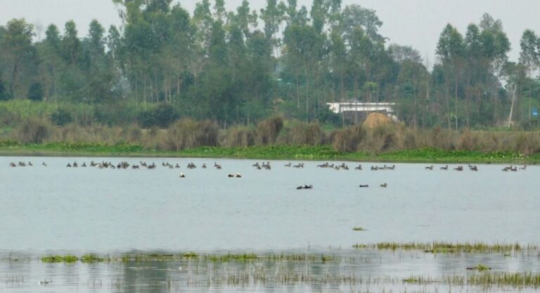 Puraini Lake in Bhurakot: A Thriving Haven for Bird-Watching Enthusiasts