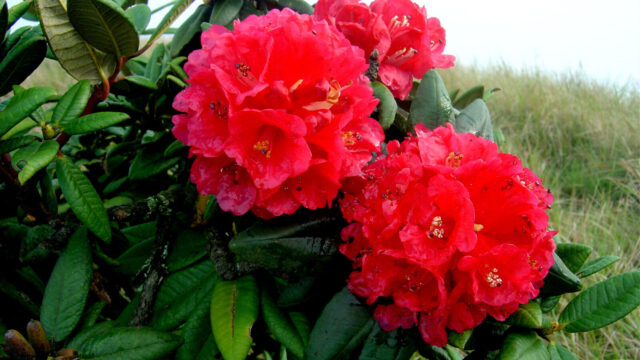 Spectacular Rhododendron Bloom in Rayarayakot Draws Nature Lovers Nationwide
