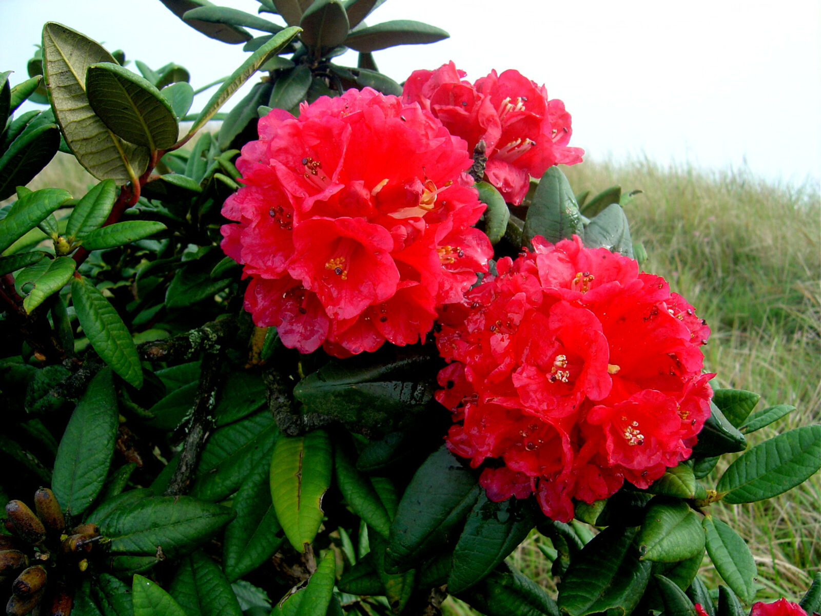Spectacular Rhododendron Bloom in Rayarayakot Draws Nature Lovers Nationwide