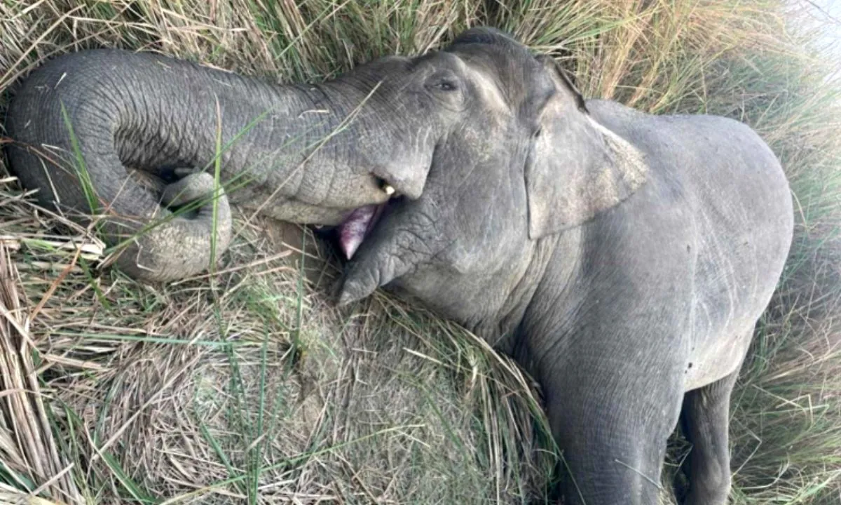 Makuna, Wild Elephant, Killed After Attack in Chitwan National Park