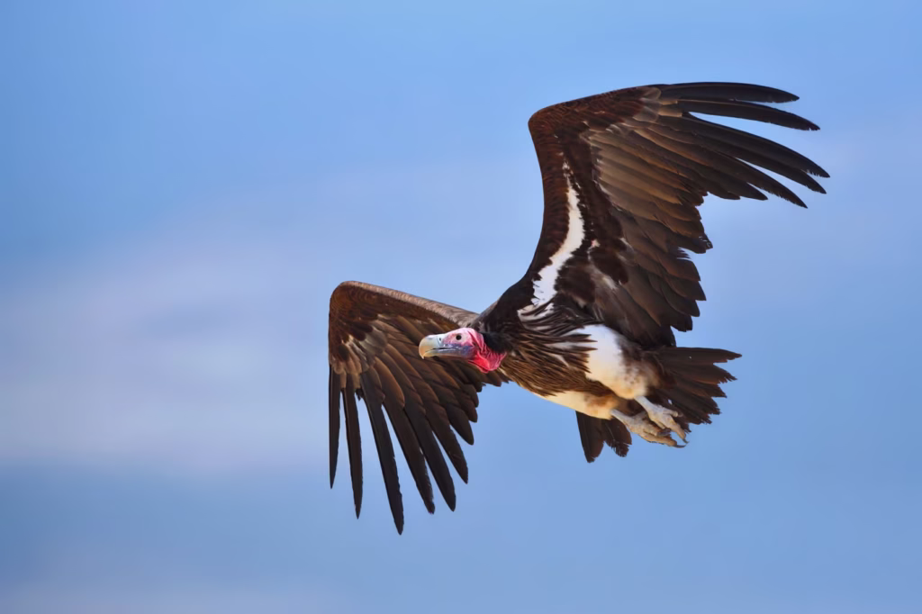 Saving the Skies: Vulture Conservation Takes Flight in Bardibas