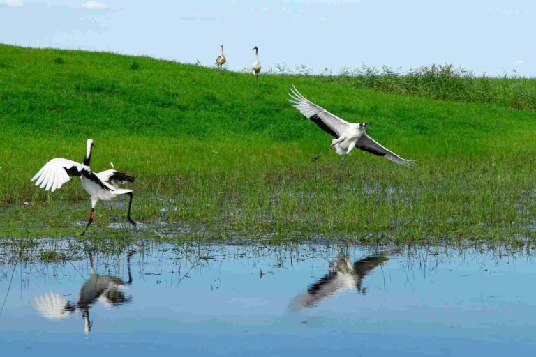 Remarkable Conservation of Wetlands in Dang Sparks a Surge in Migratory Birds