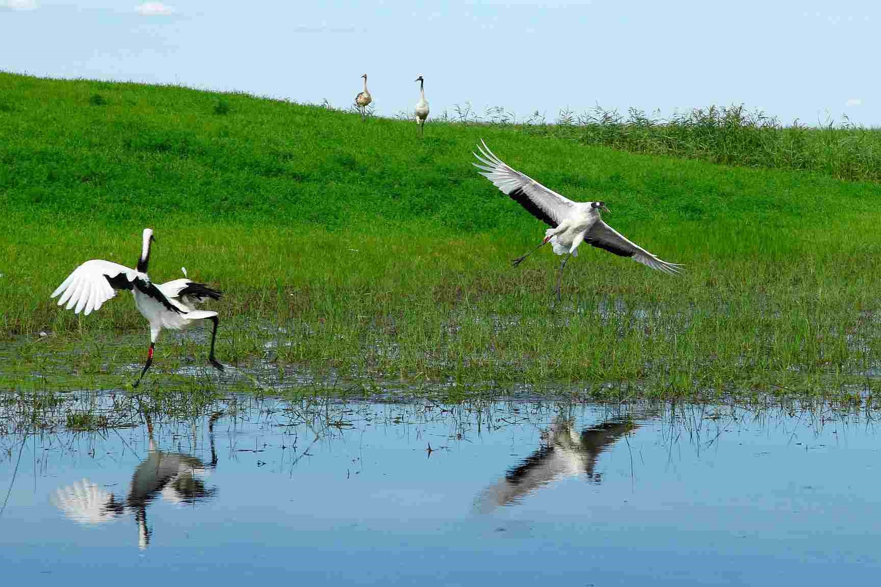 Remarkable Conservation of Wetlands in Dang Sparks a Surge in Migratory Birds
