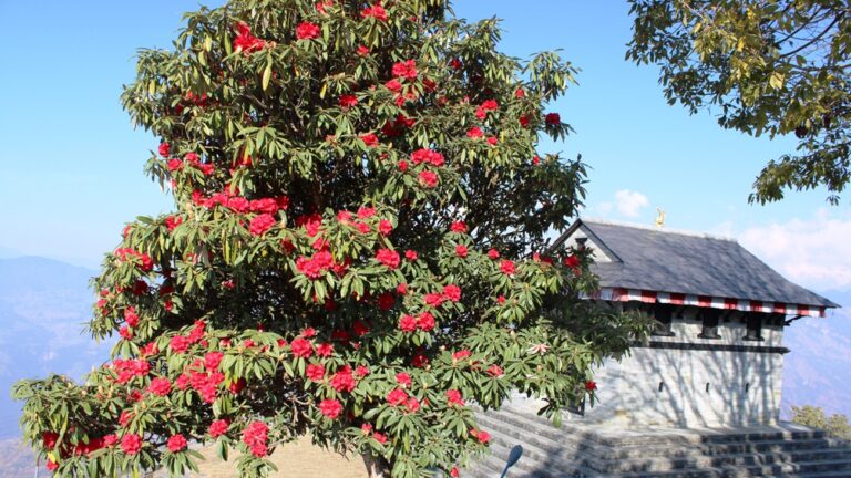 Blooming Rhododendron in Taplejung: A Natural Beauty and Tourism Opportunity