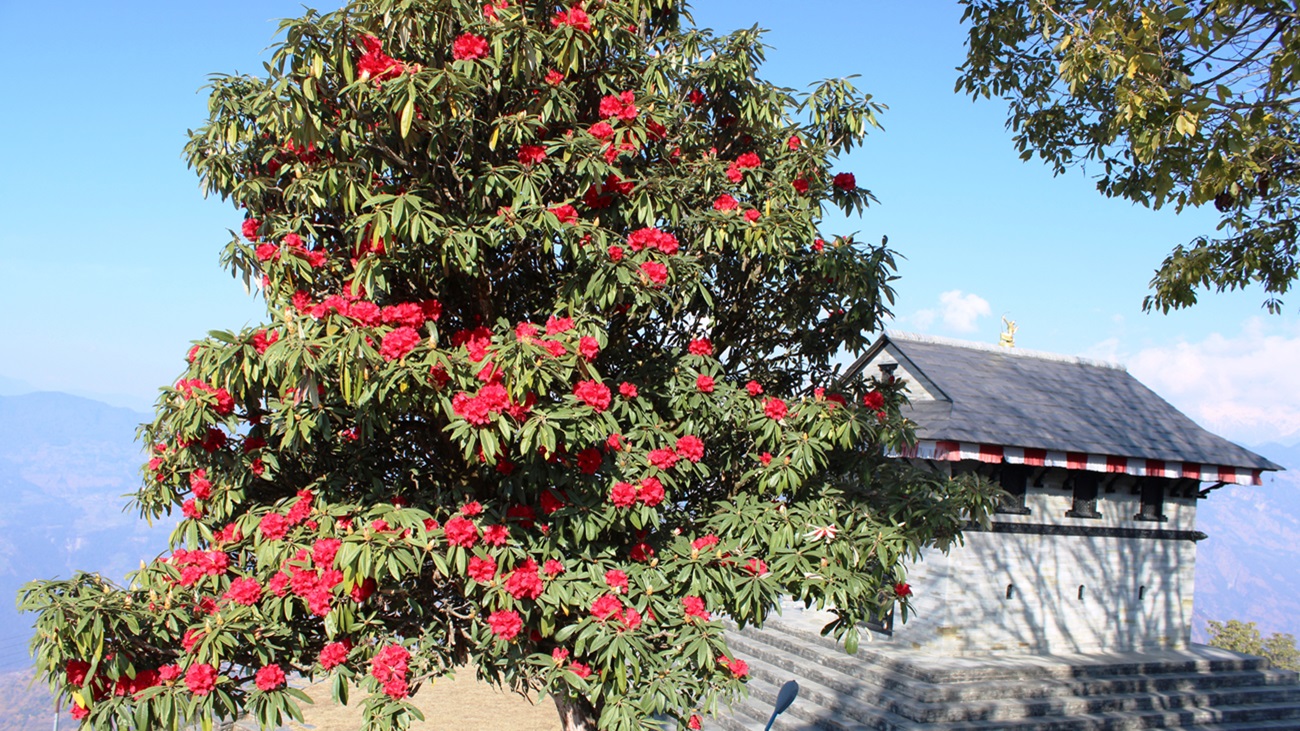Blooming Rhododendron in Taplejung: A Natural Beauty and Tourism Opportunity