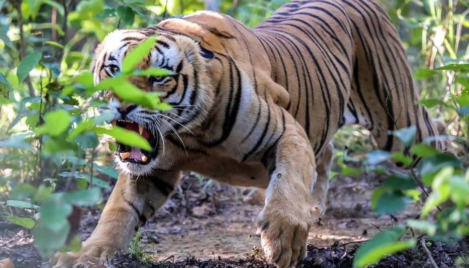 Banke National Park Heroes Rescue Problematic Tiger from Crisis