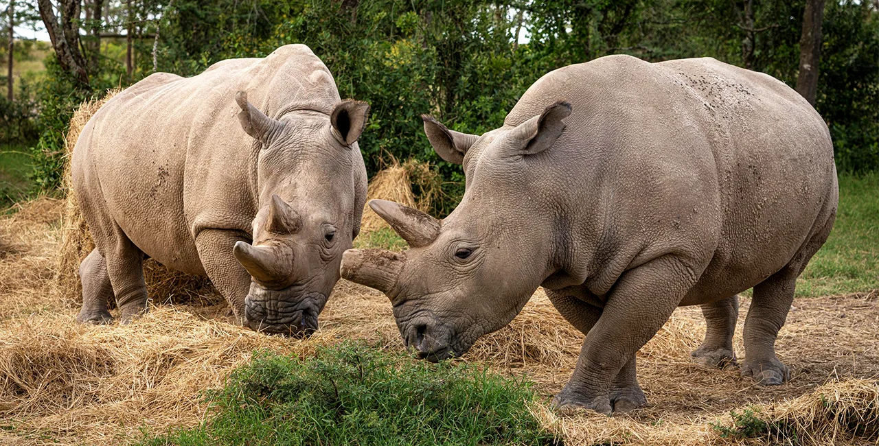 Two Rhinos Relocated in Chitwan