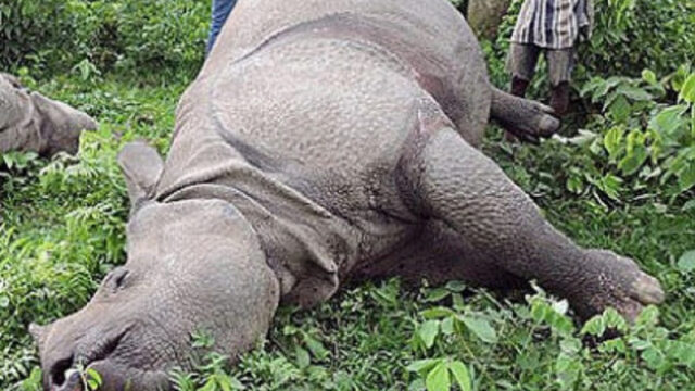 20 Rhinos Found Dead In Chitwan National Park In Current Fiscal Year