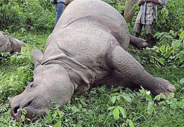 20 Rhinos Found Dead In Chitwan National Park In Current Fiscal Year