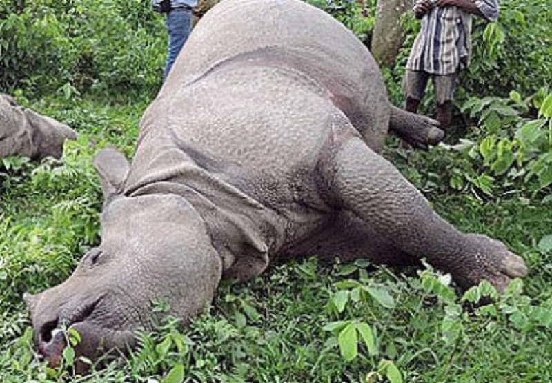 20 Rhinos Found Dead In Chitwan National Park In Current Fiscal Year