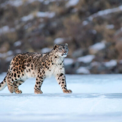 Snow Leopards: New Data Reveals Shocking Insights Into Nepal’s Endangered Icons