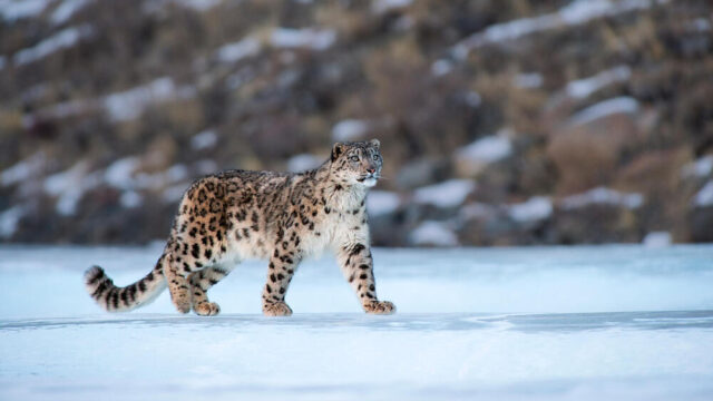 Snow Leopards: New Data Reveals Shocking Insights Into Nepal’s Endangered Icons