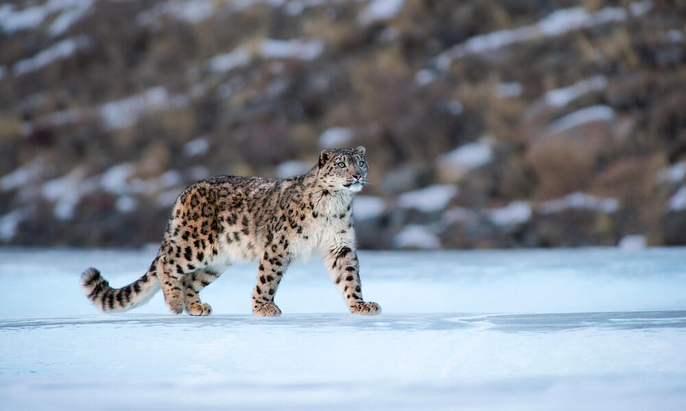 Exciting Move! Snow Leopard Monitoring Kicks Off in Upper Mustang