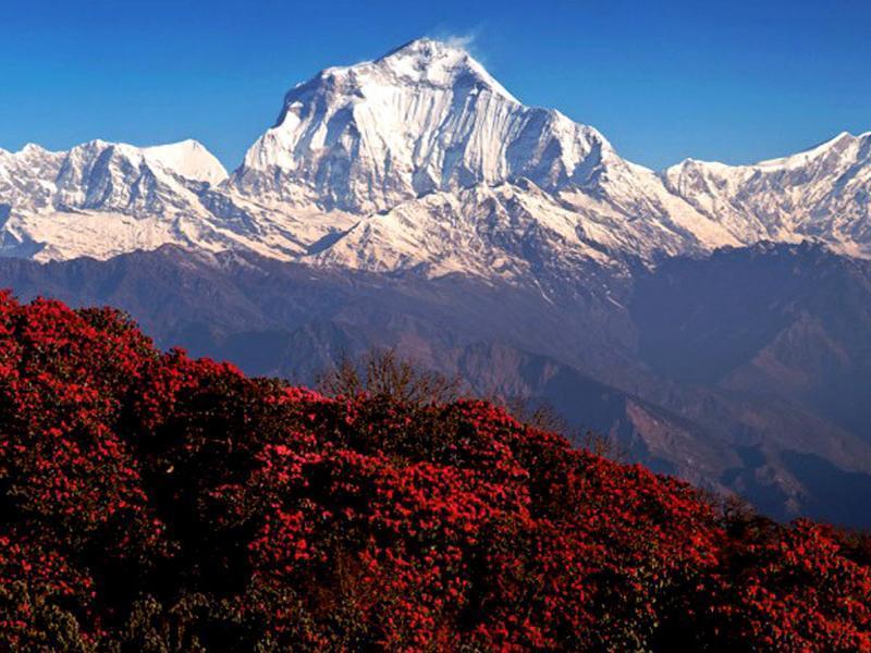 Urgent Action Needed: Ghodepani Roadblock Hinders Tourism in Myagdi