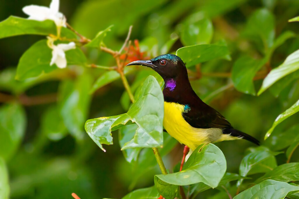 Baijani Bungechara Discovered: A Stunning Find in Nepal