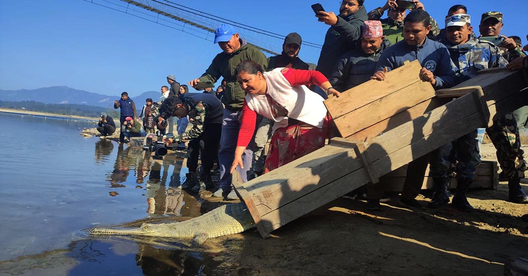 Chitwan’s Bold Move: 103 Gharials Reintroduced to the Wild