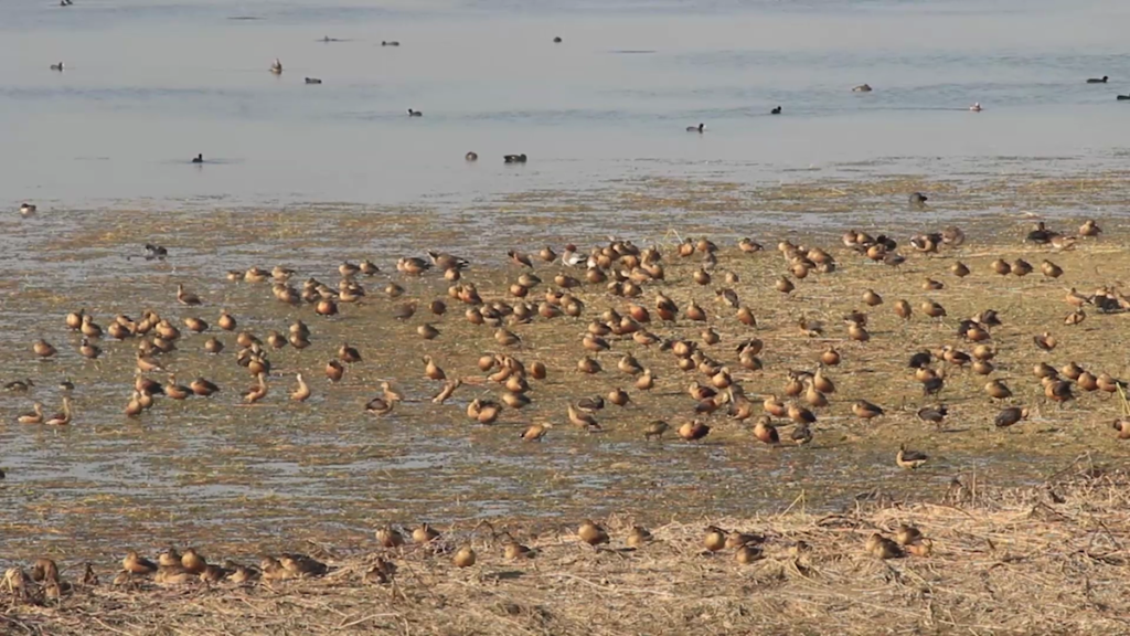 Wetlands Crisis: Waterbird Numbers in Lumbini Plummet to Alarming Lows