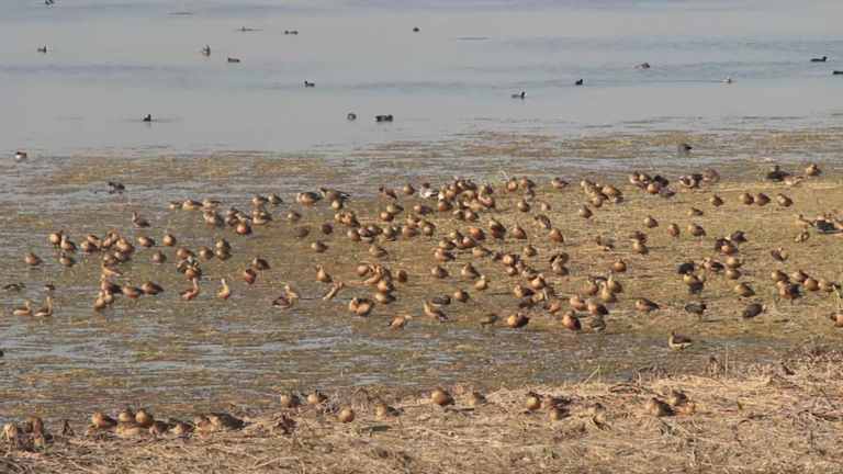 Wetlands Crisis: Waterbird Numbers in Lumbini Plummet to Alarming Lows