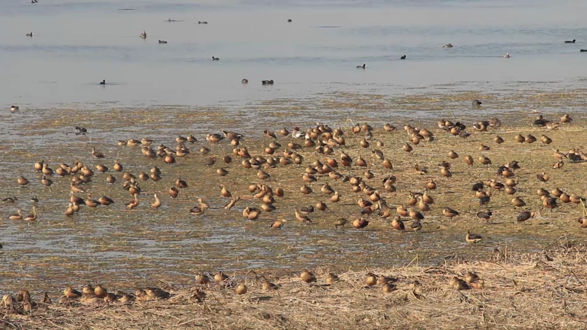 Wetlands Crisis: Waterbird Numbers in Lumbini Plummet to Alarming Lows