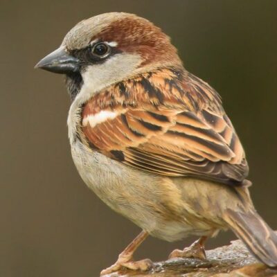 Sparrow Decline: Urbanization Threatens Their Survival