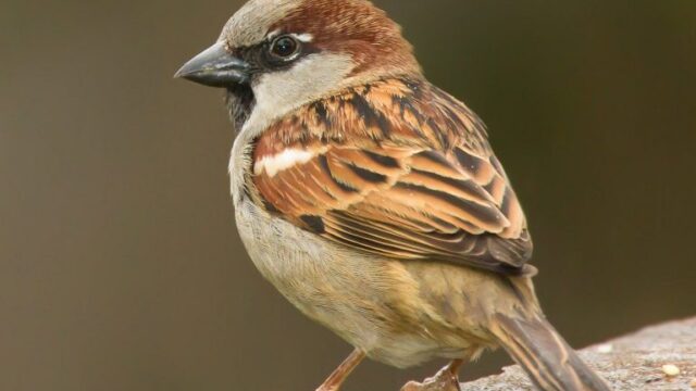 Sparrow Decline: Urbanization Threatens Their Survival