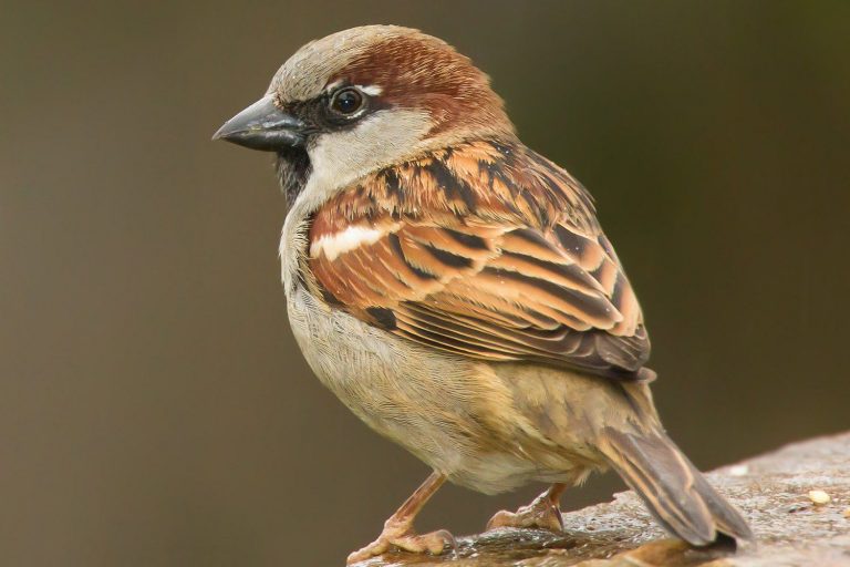 Sparrow Decline: Urbanization Threatens Their Survival