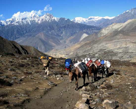 Exclusive Comfort: Muktinath Introduces Horse & Stretcher Services for Devotees