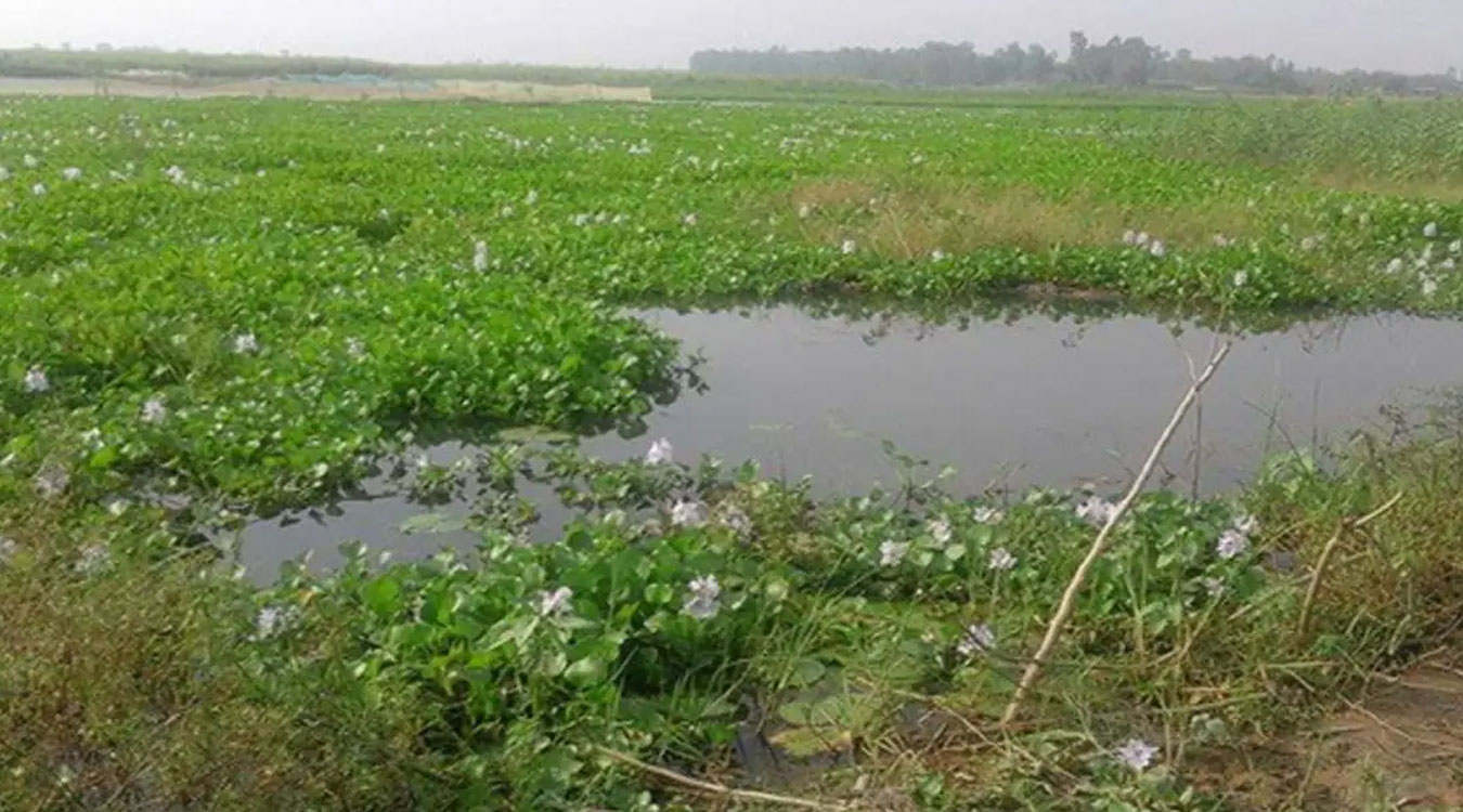 Nandan Tal Encroachment Sparks Urgent Conservation Efforts